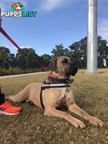 Female Formentino Cane Corso (Italian Mastiff)