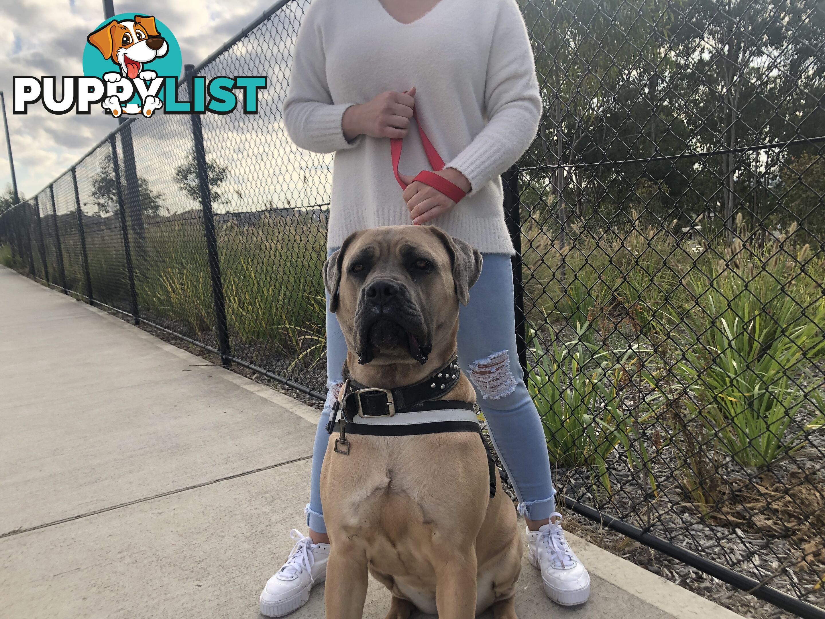 Female Formentino Cane Corso (Italian Mastiff)