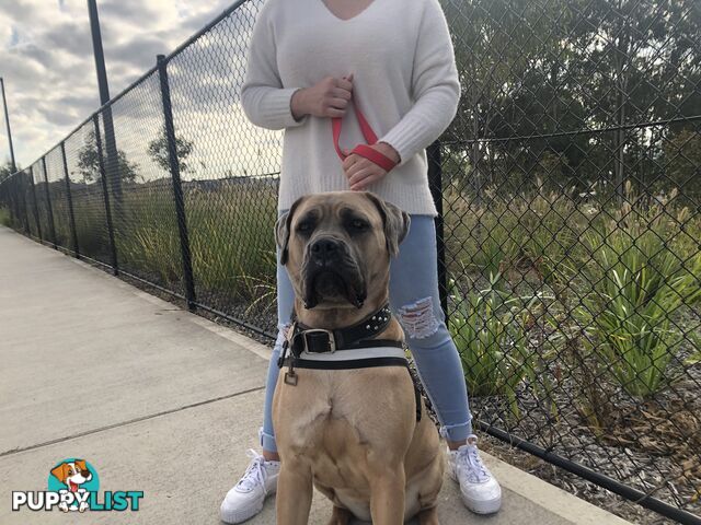 Female Formentino Cane Corso (Italian Mastiff)