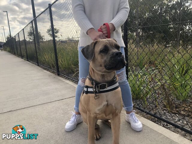 Female Formentino Cane Corso (Italian Mastiff)