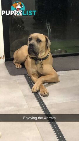 Female Formentino Cane Corso (Italian Mastiff)