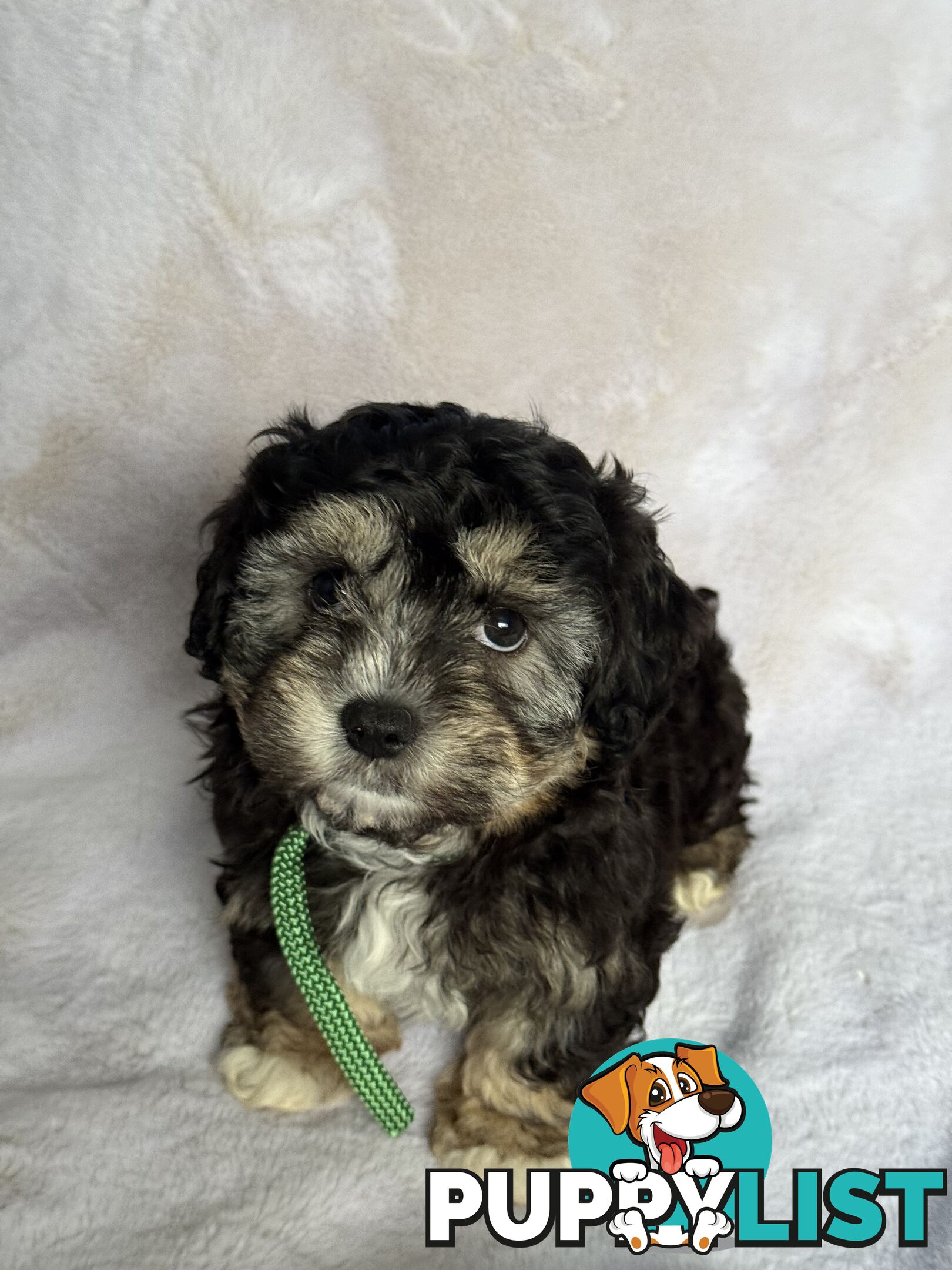 MALTESE x SHIH TZU