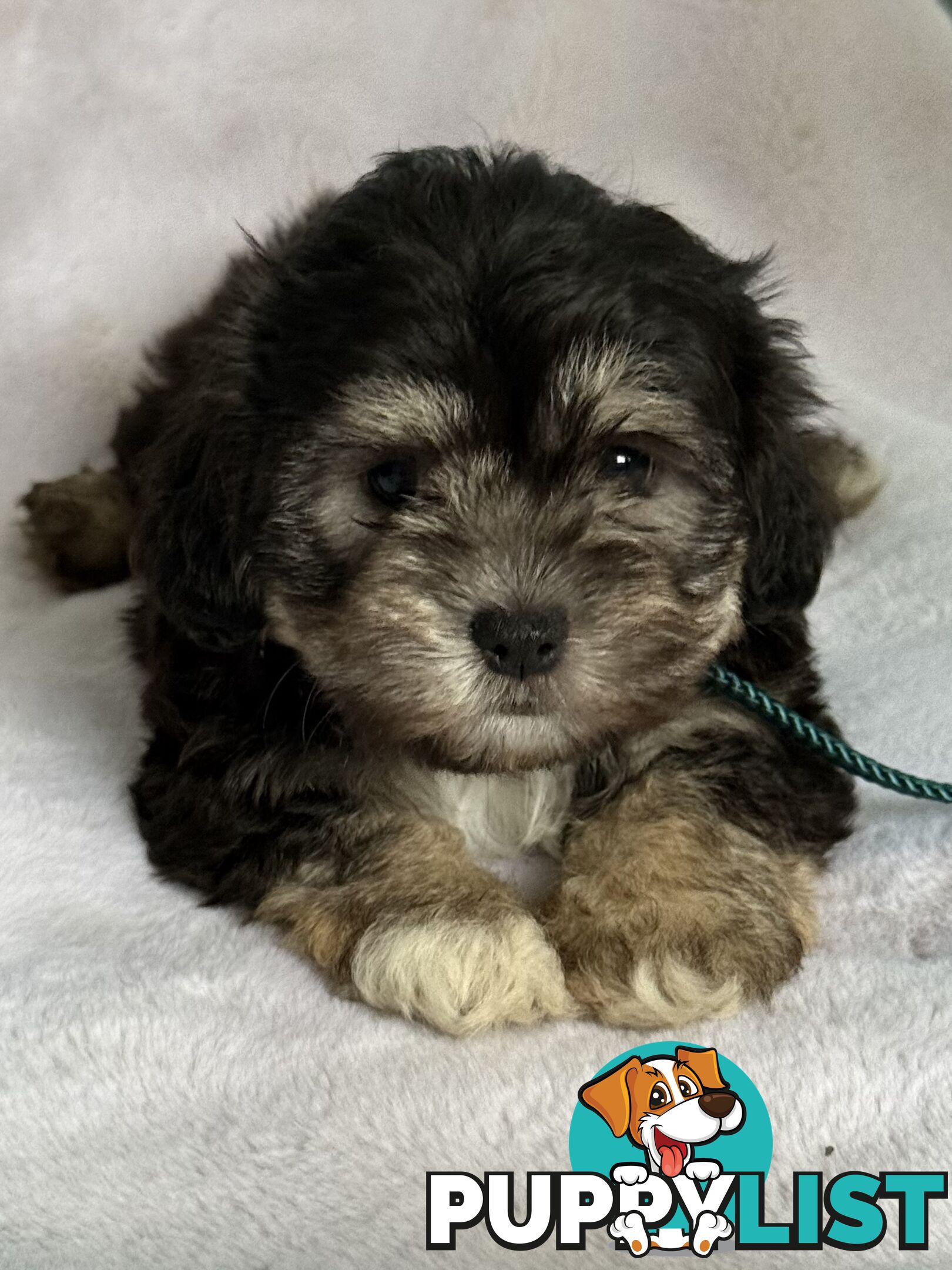 MALTESE x SHIH TZU