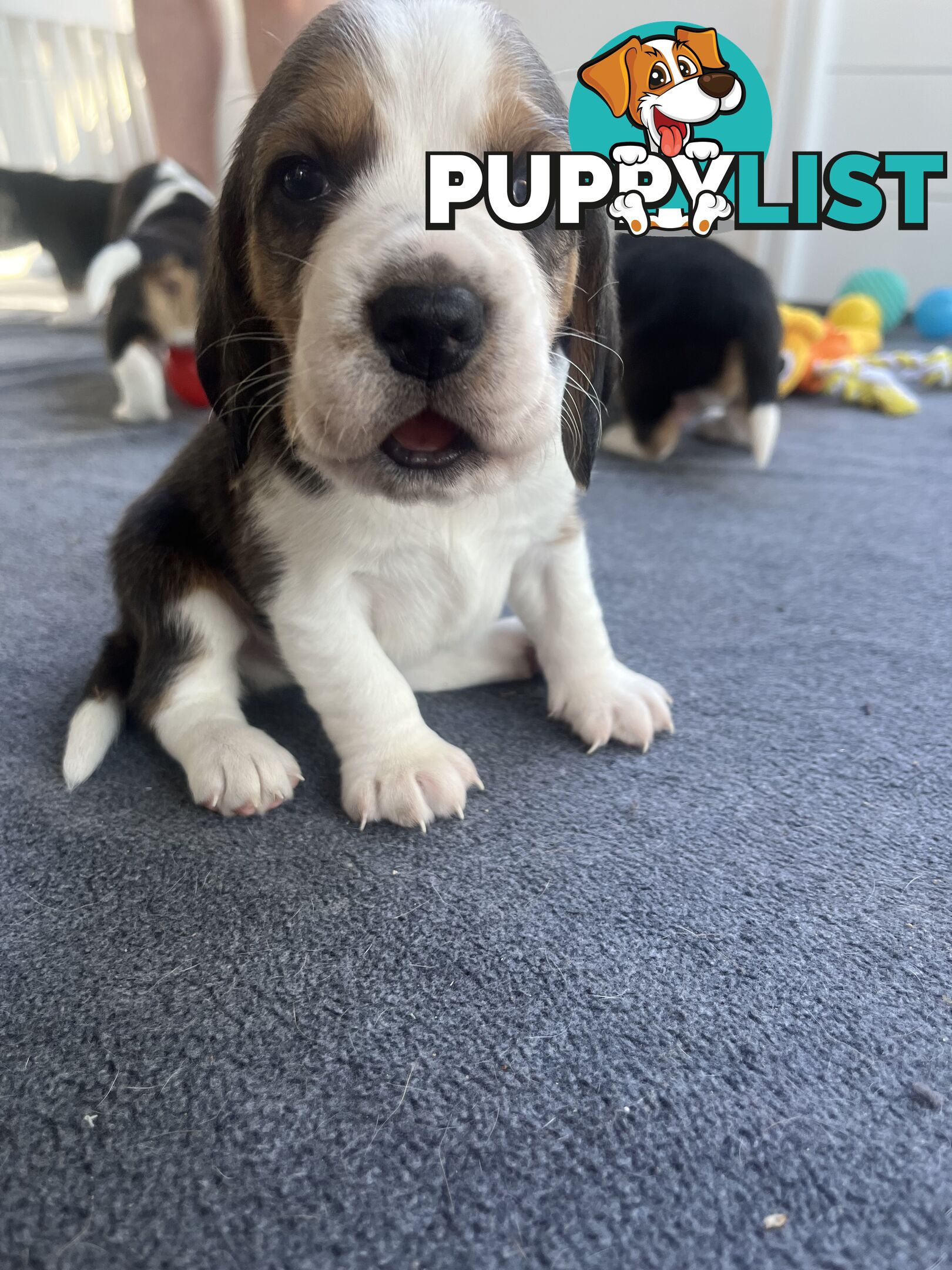 Beagle puppies