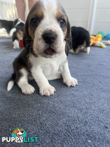 Beagle puppies