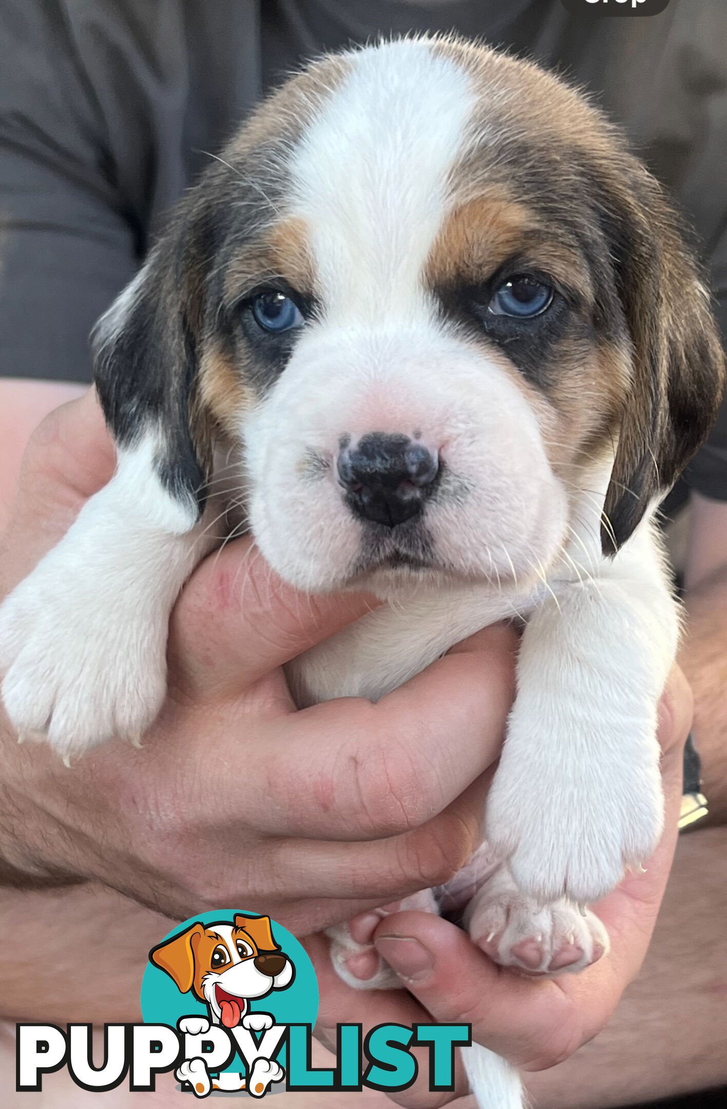 Beagle puppies