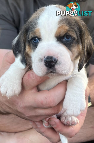 Beagle puppies