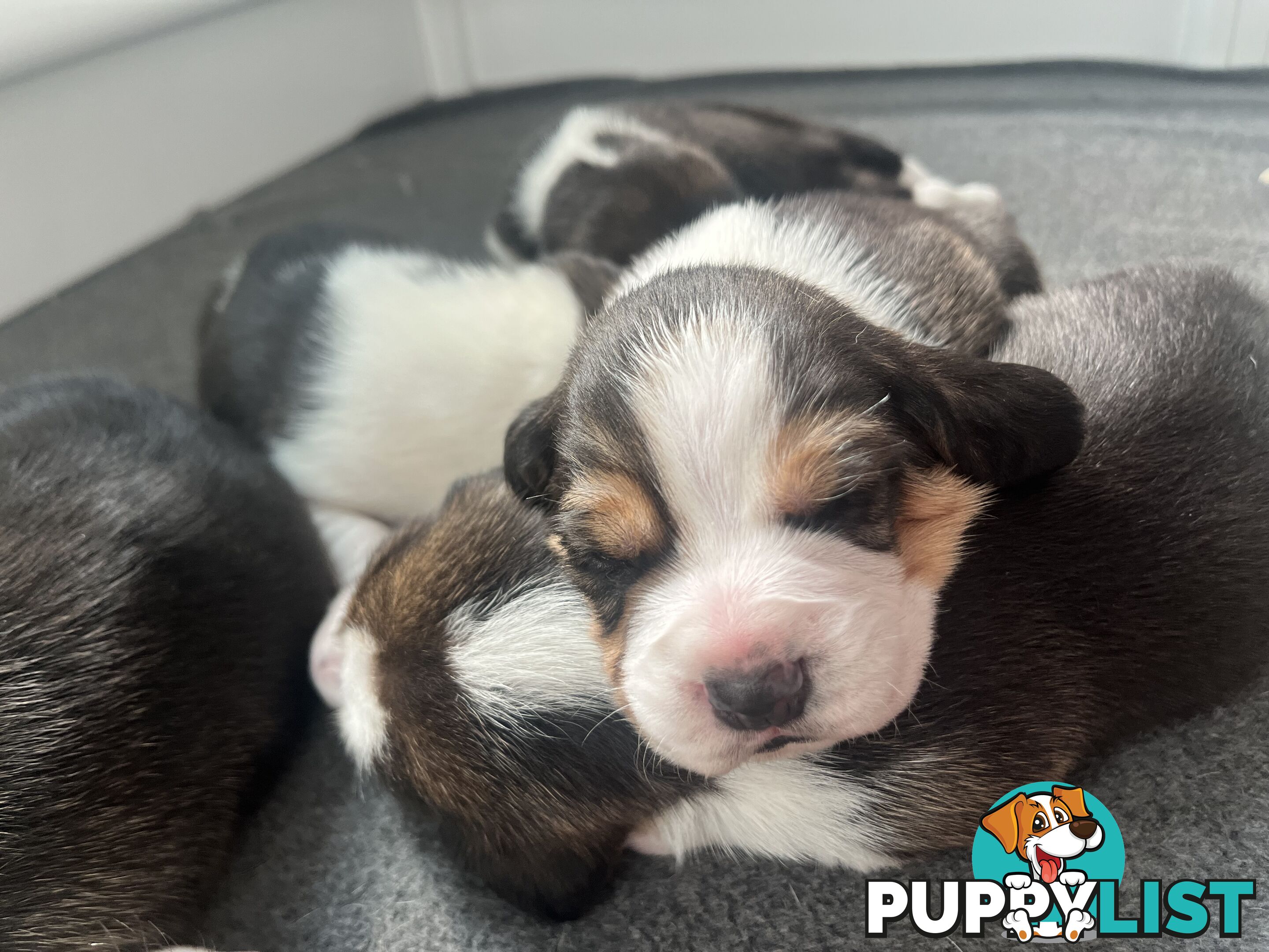 Beagle puppies