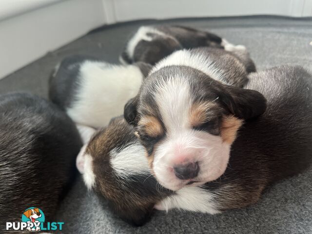 Beagle puppies