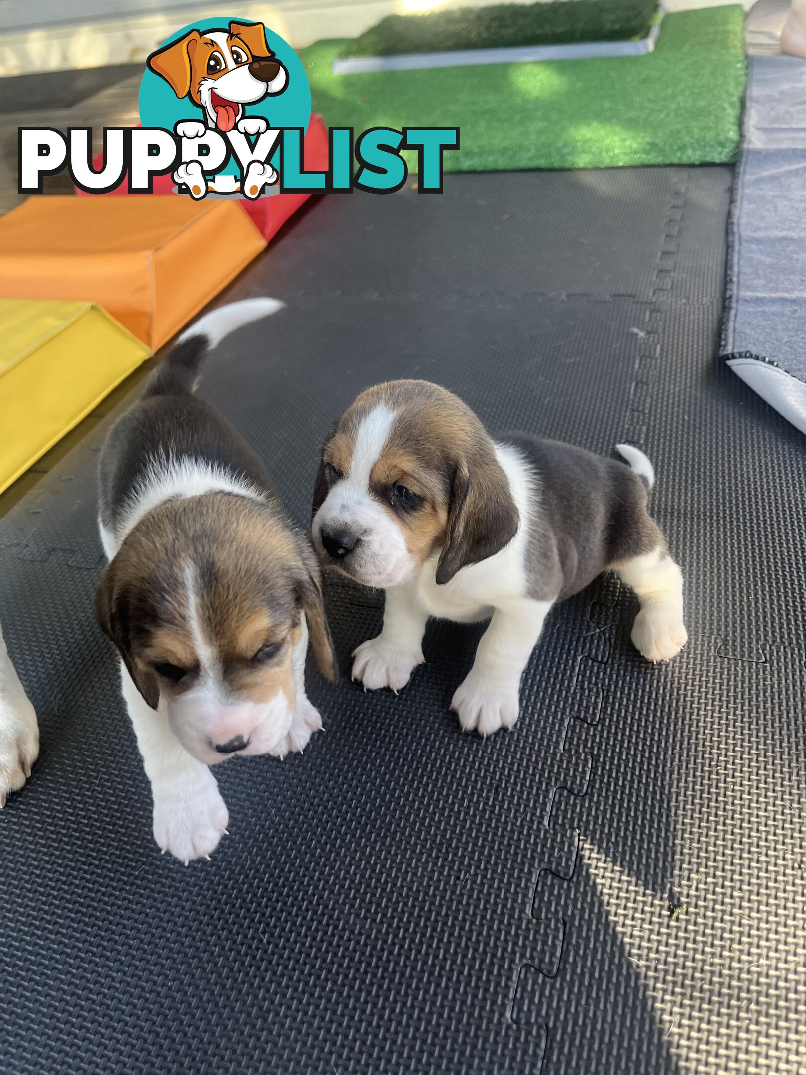 Beagle puppies