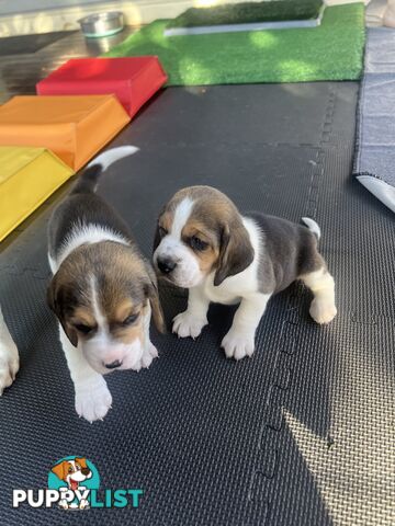 Beagle puppies