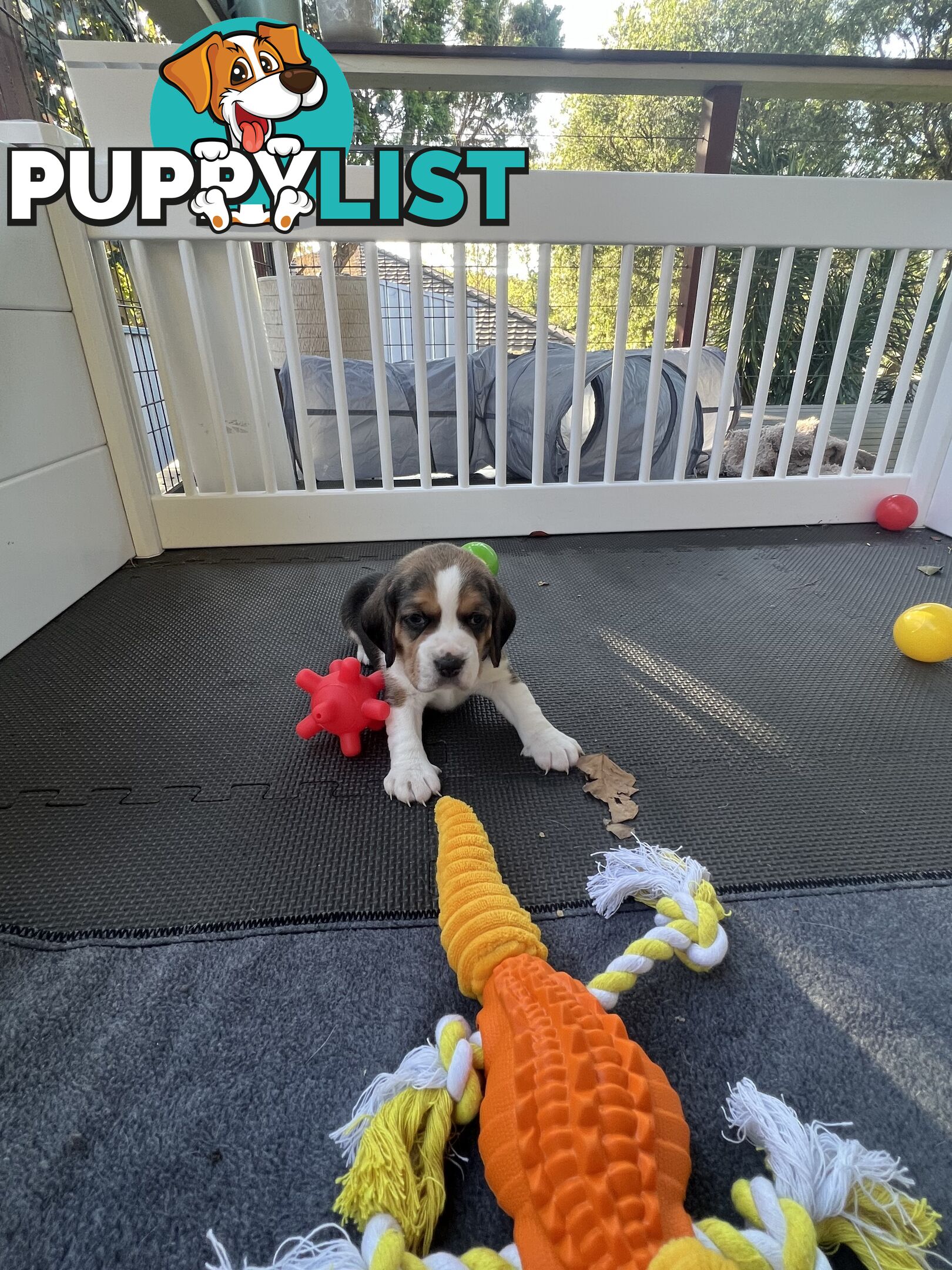 Beagle puppies