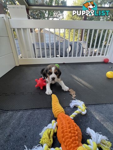 Beagle puppies