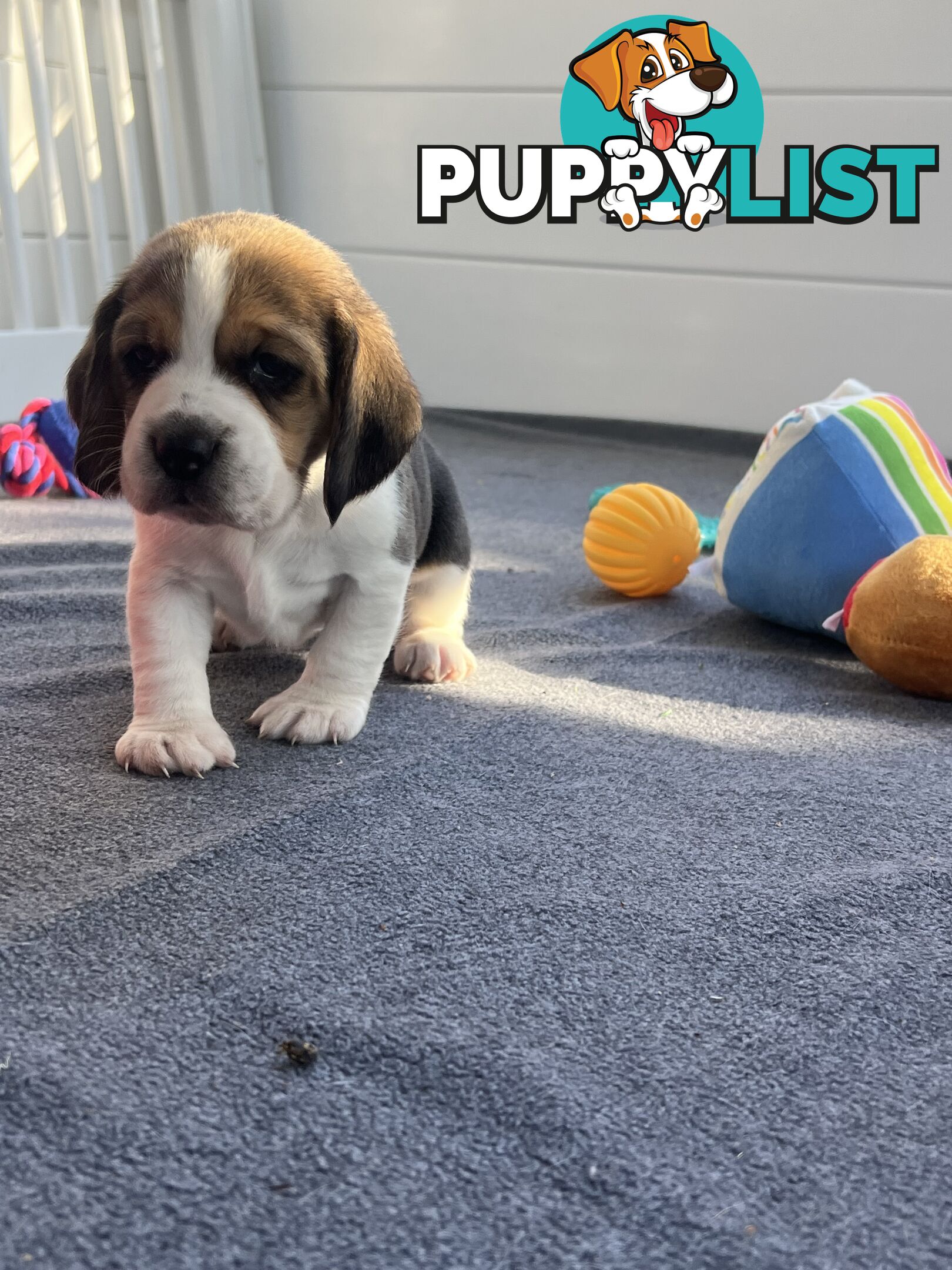 Beagle puppies