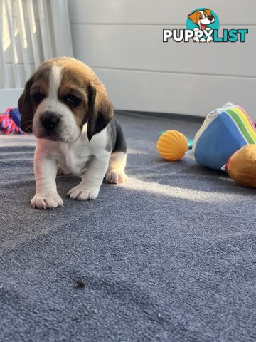 Beagle puppies