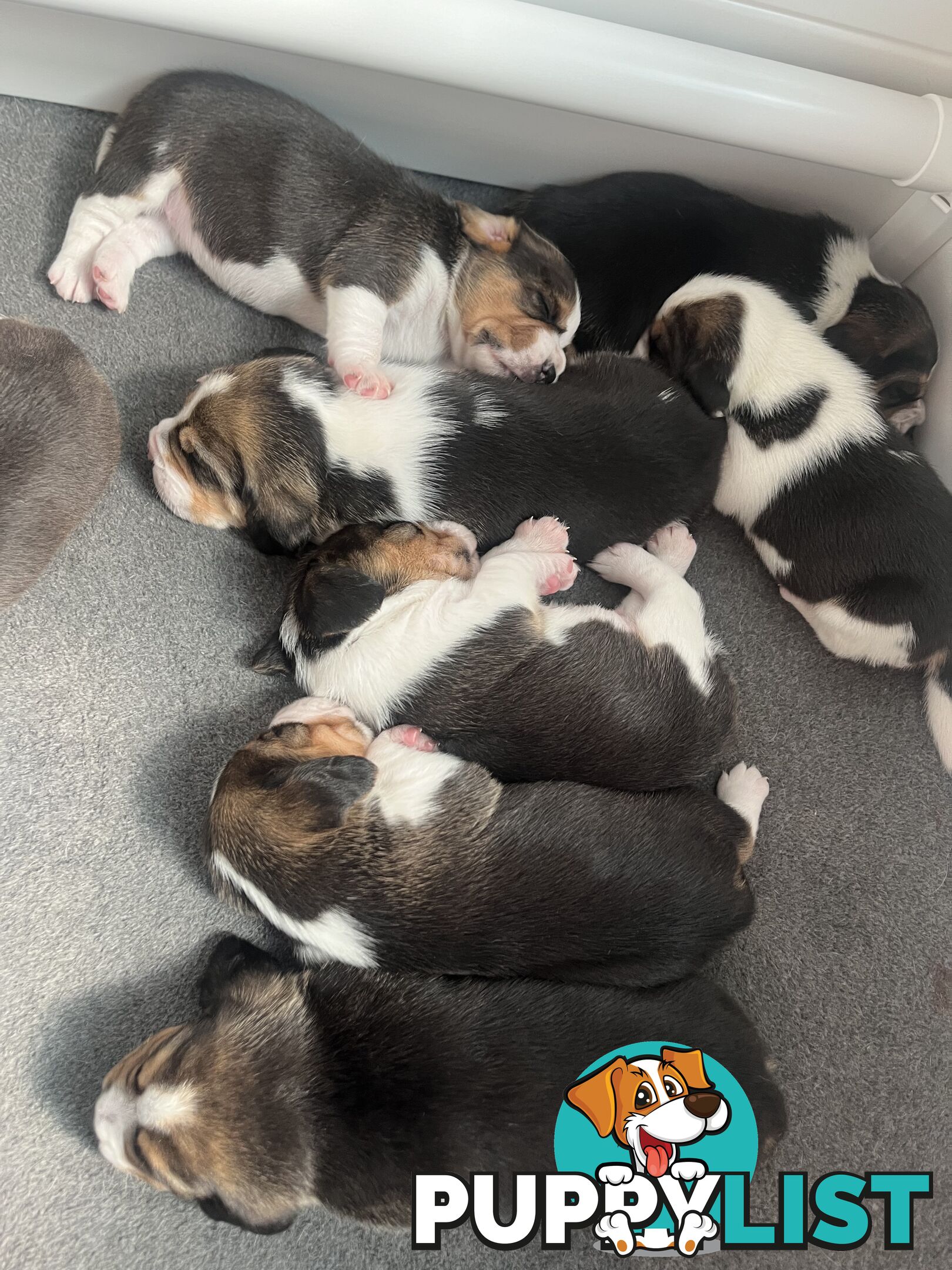 Beagle puppies