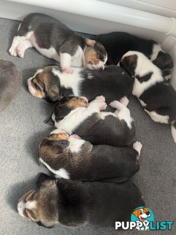 Beagle puppies