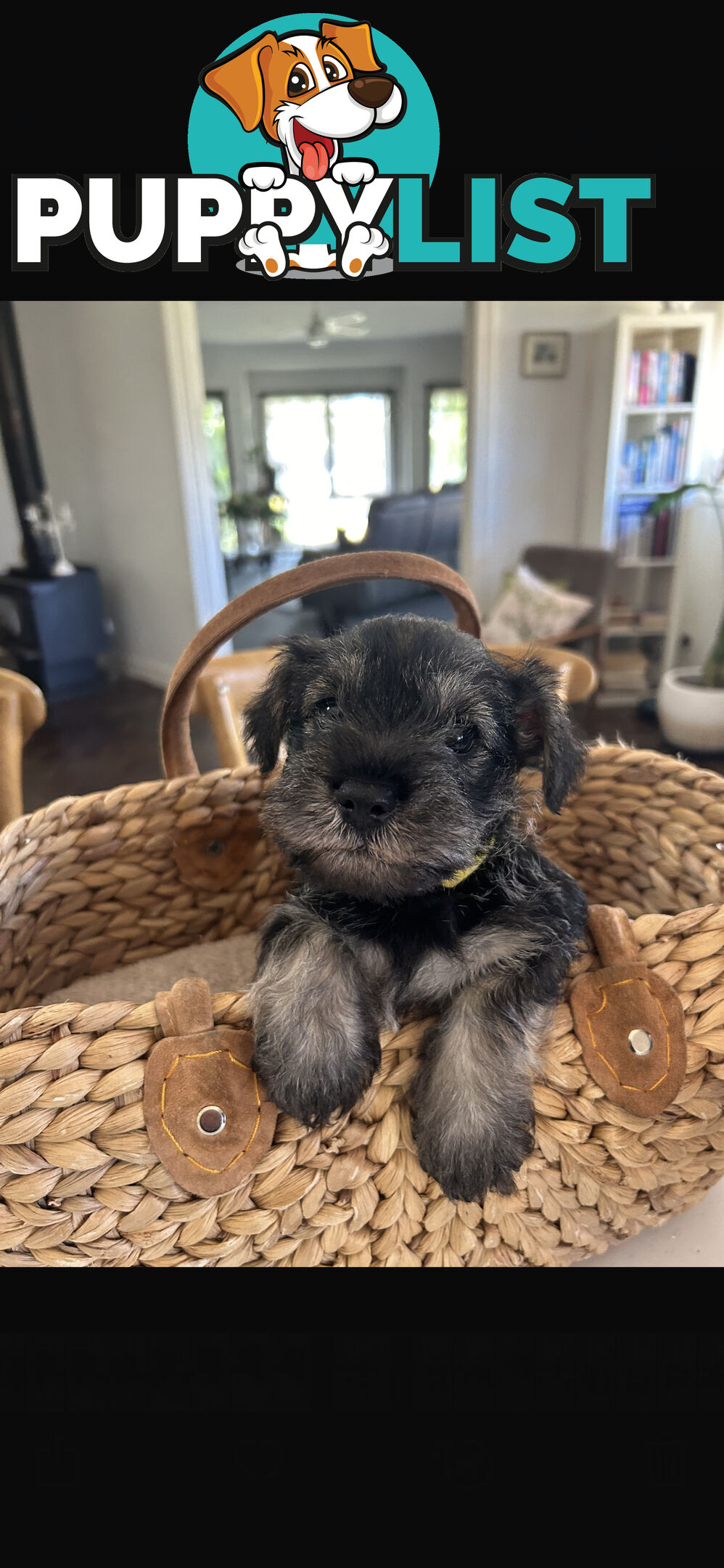 Mini schnauzer