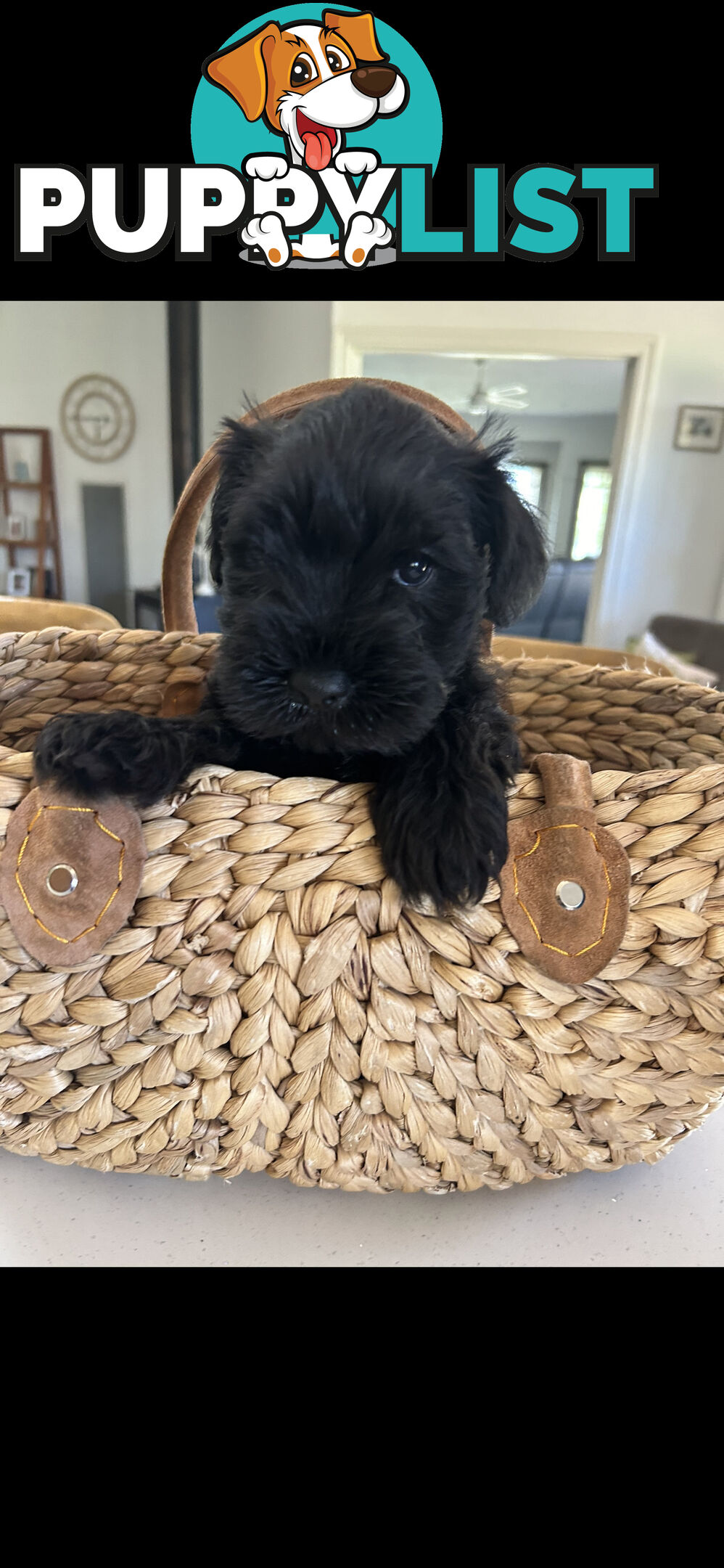 Mini schnauzer