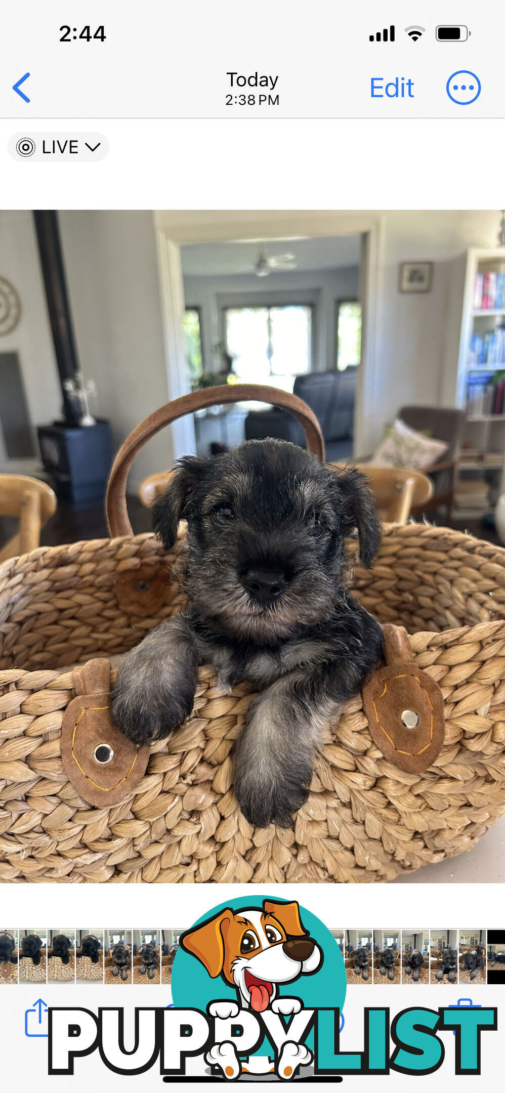 Mini schnauzer