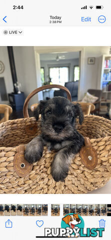 Mini schnauzer