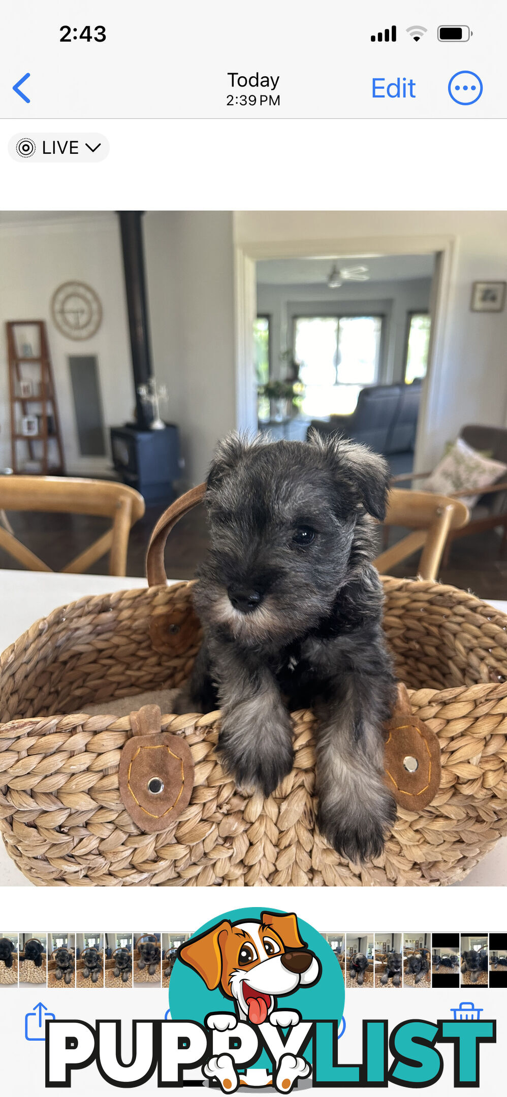 Mini schnauzer