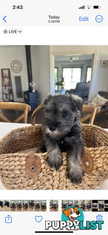 Mini schnauzer