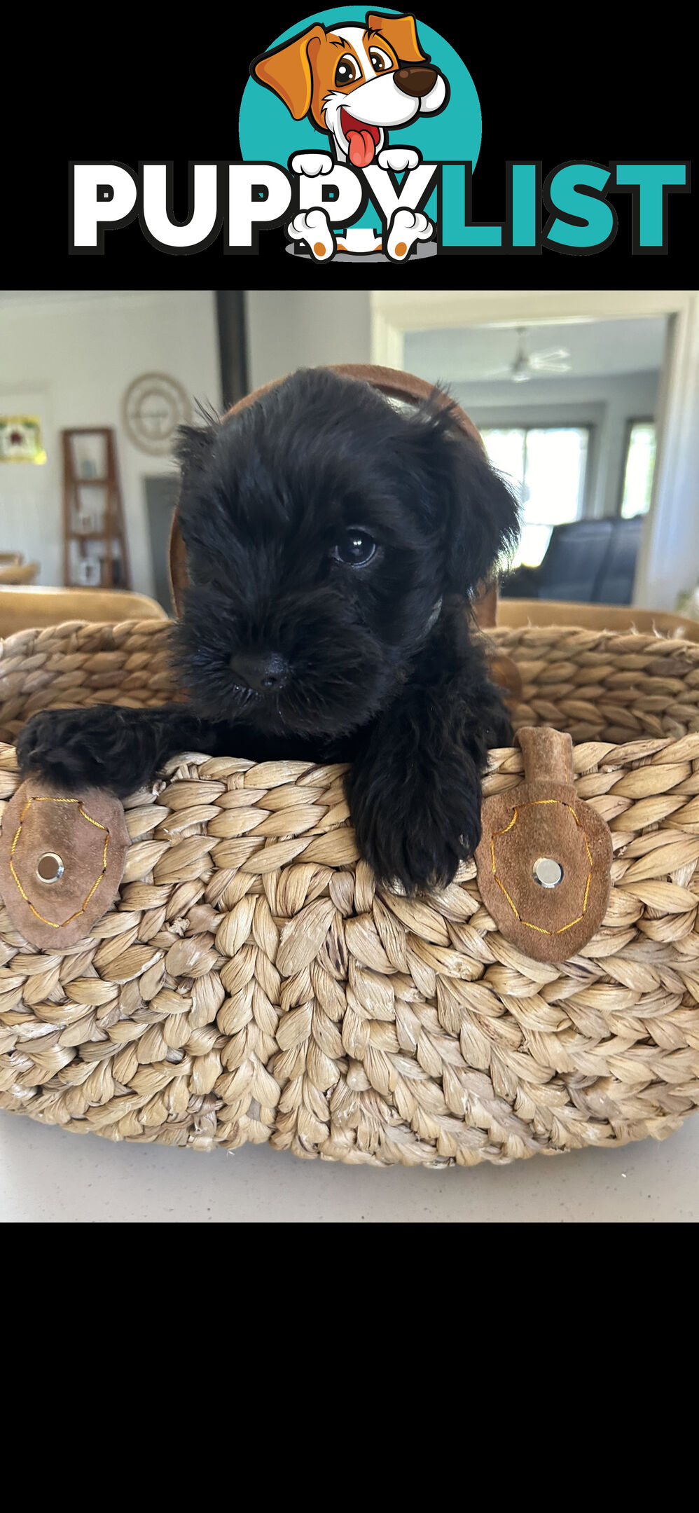 Mini schnauzer