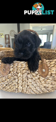 Mini schnauzer