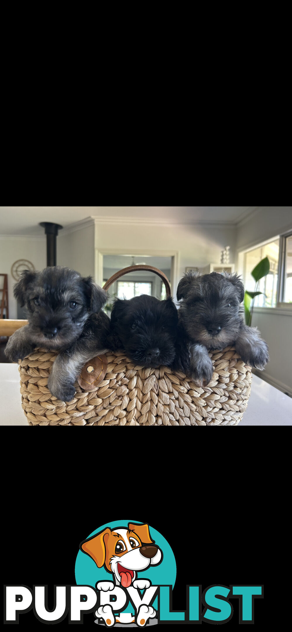 Mini schnauzer