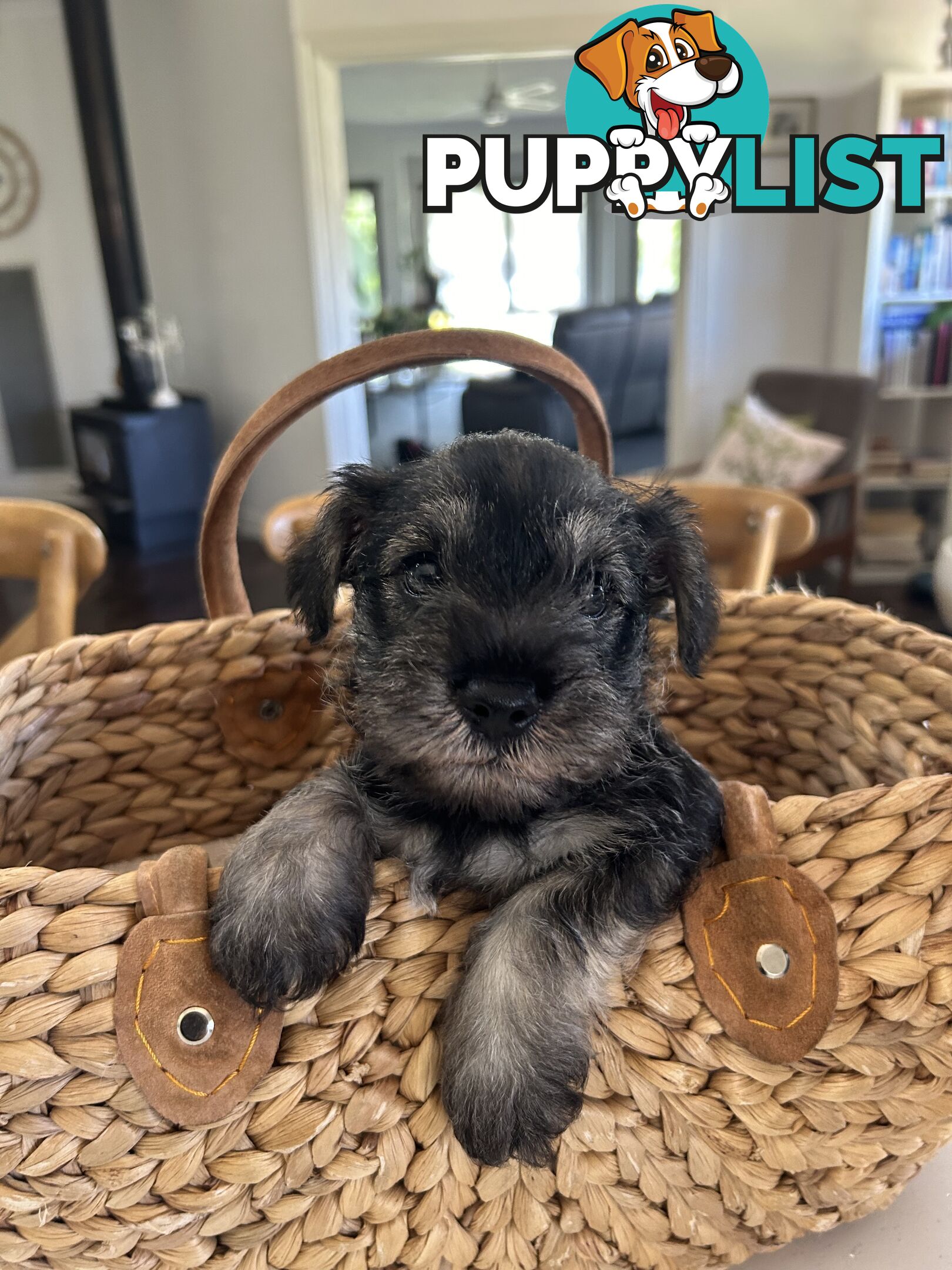 Mini schnauzer