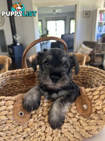 Mini schnauzer