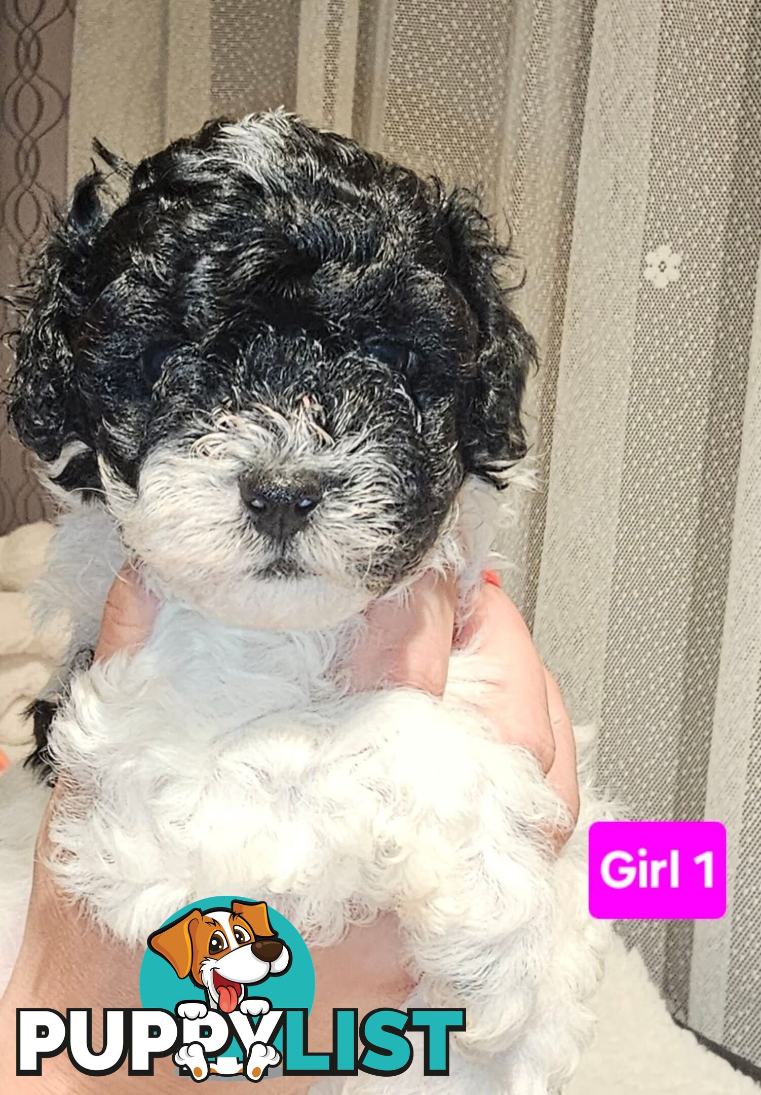 Toy Poodle cross Maltese Shih Tzu/ Shmoodle, shoodle