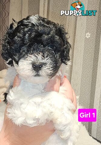 Toy Poodle cross Maltese Shih Tzu/ Shmoodle, shoodle