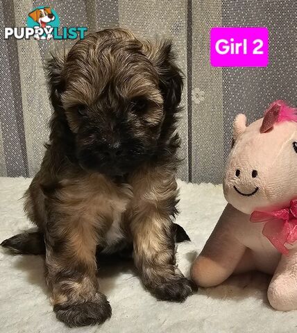 Toy Poodle cross Maltese Shih Tzu/ Shmoodle, shoodle