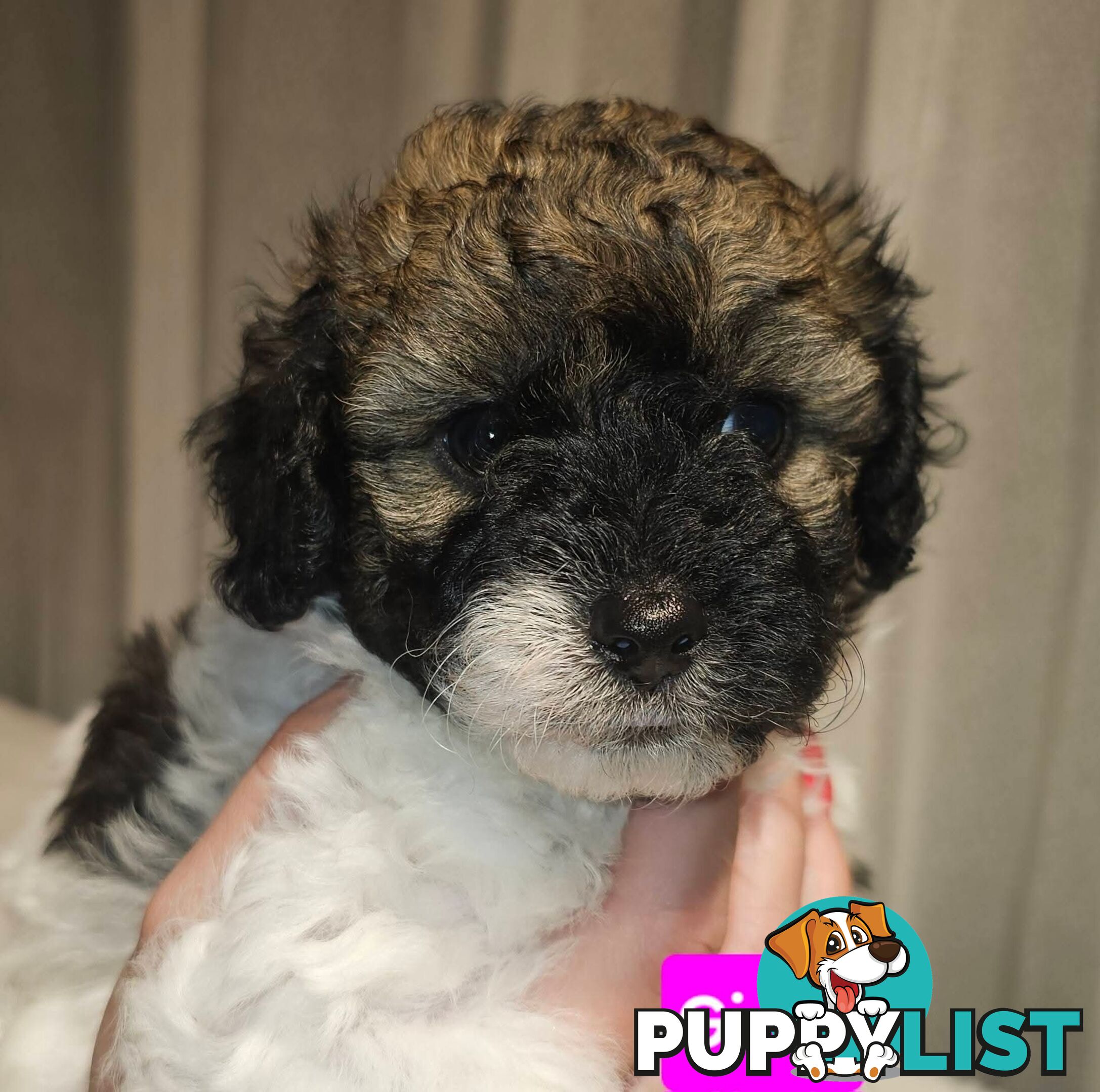 Toy Poodle cross Maltese Shih Tzu/ Shmoodle, shoodle