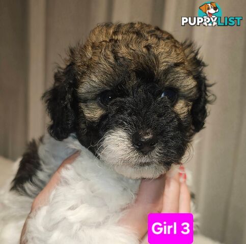 Toy Poodle cross Maltese Shih Tzu/ Shmoodle, shoodle