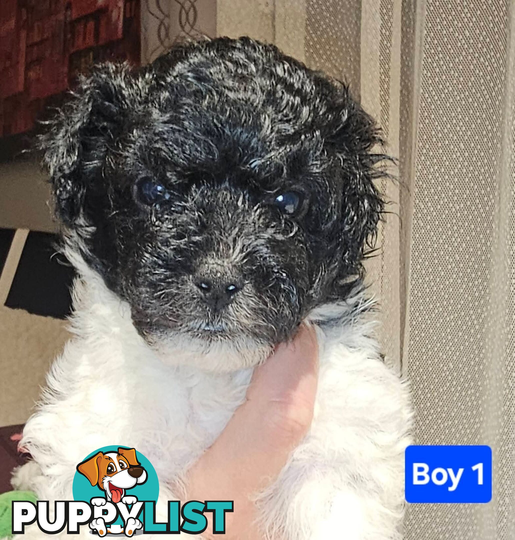 Toy Poodle cross Maltese Shih Tzu/ Shmoodle, shoodle