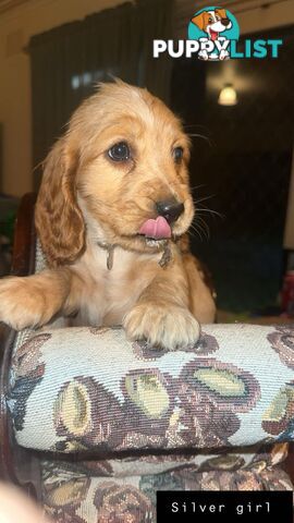 Pure  bred cocker spaniel puppies