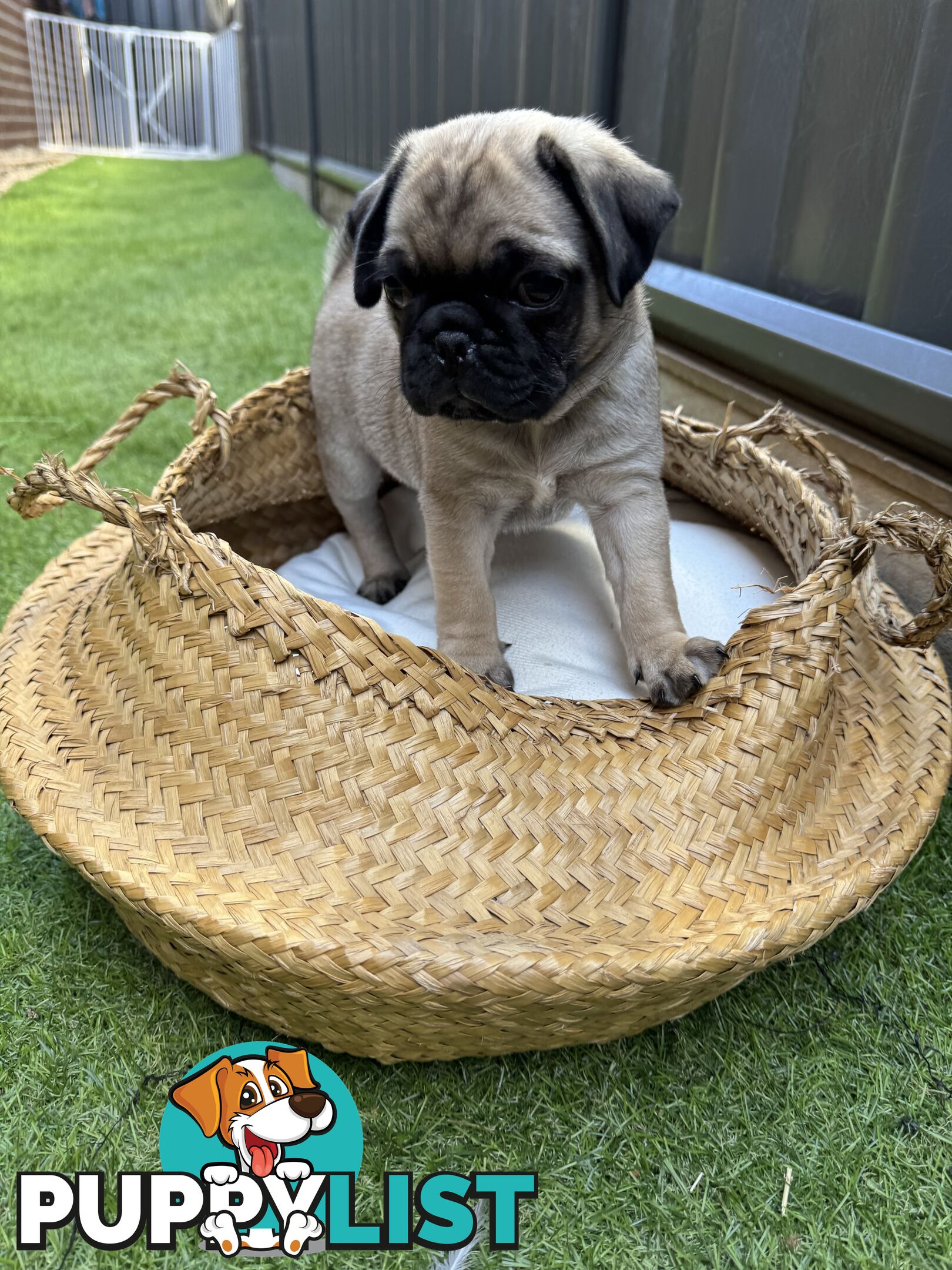 Adorable Purebred Pug puppies!