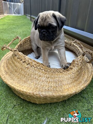 Adorable Purebred Pug puppies!