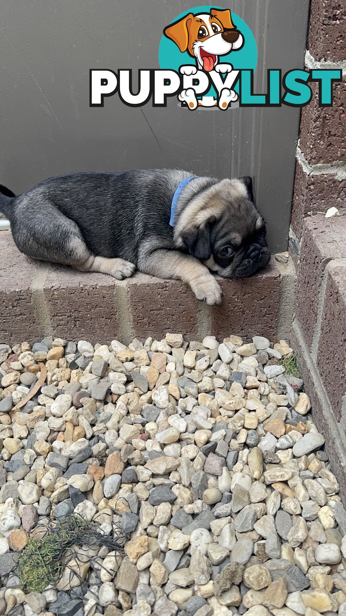 Adorable Purebred Pug puppies!