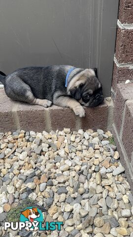 Adorable Purebred Pug puppies!