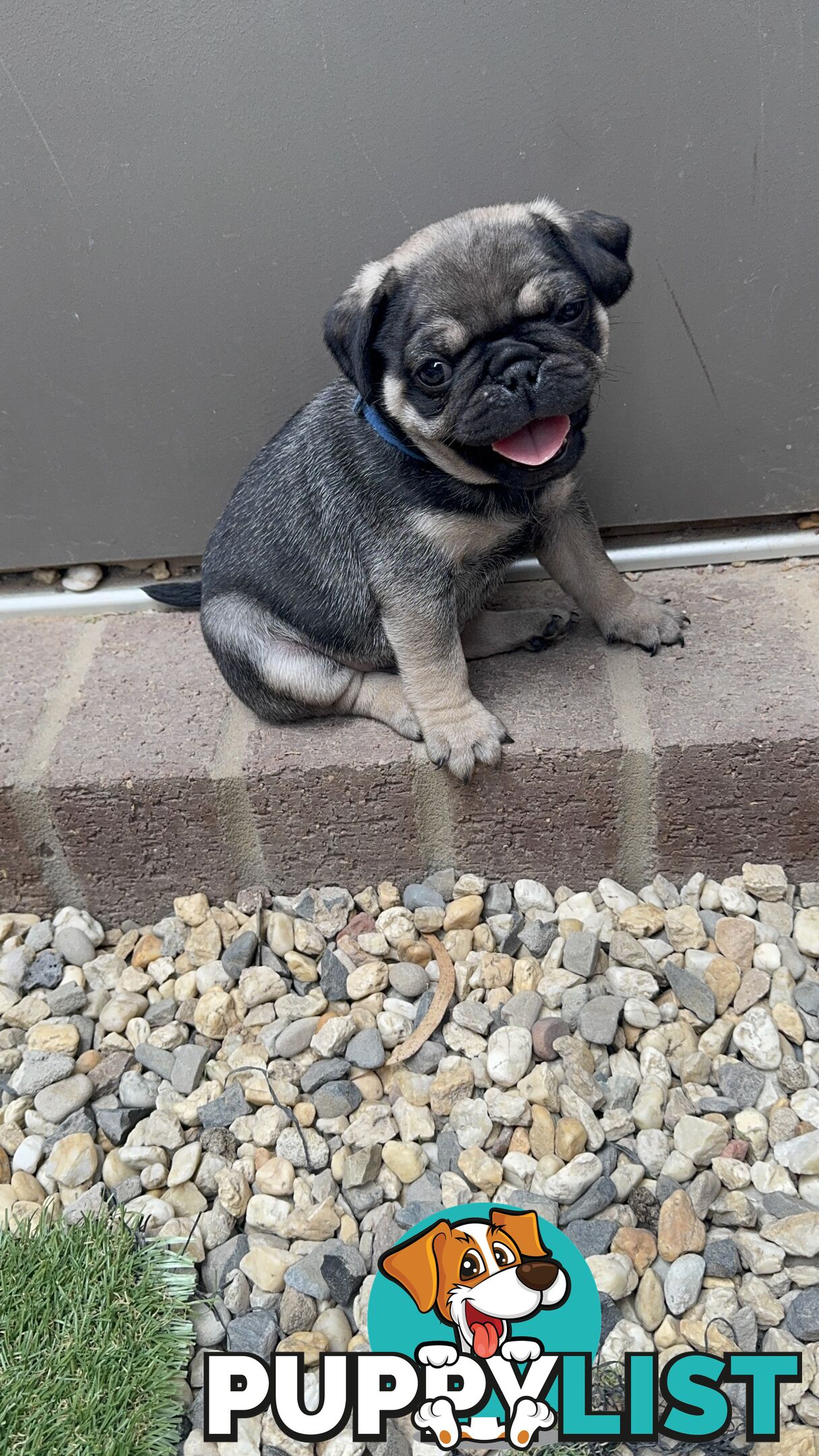 Adorable Purebred Pug puppies!