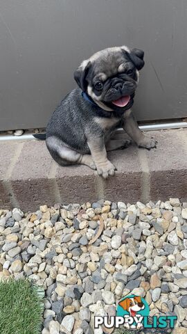 Adorable Purebred Pug puppies!