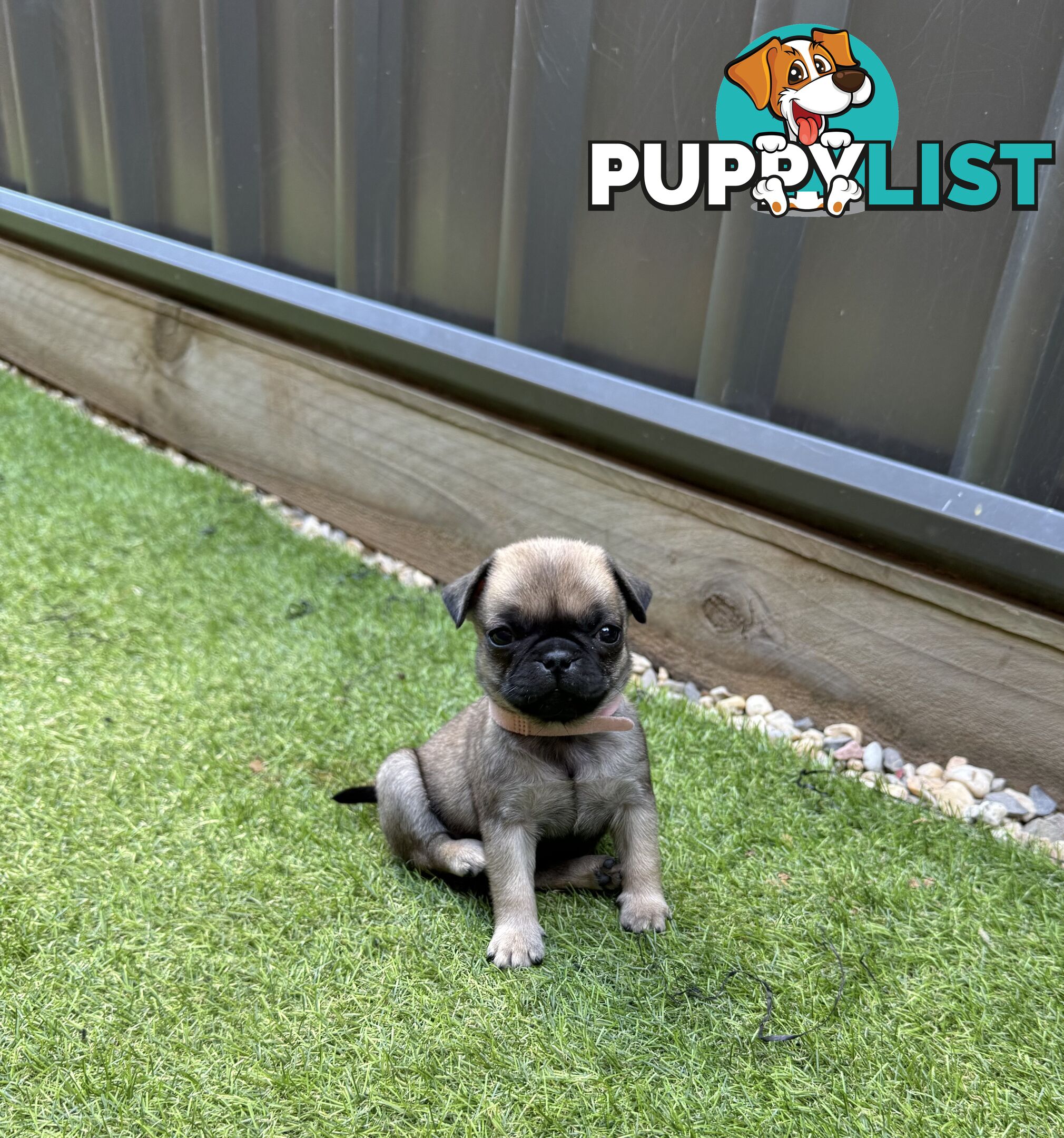 Adorable Purebred Pug puppies!