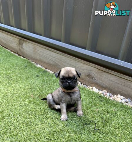 Adorable Purebred Pug puppies!