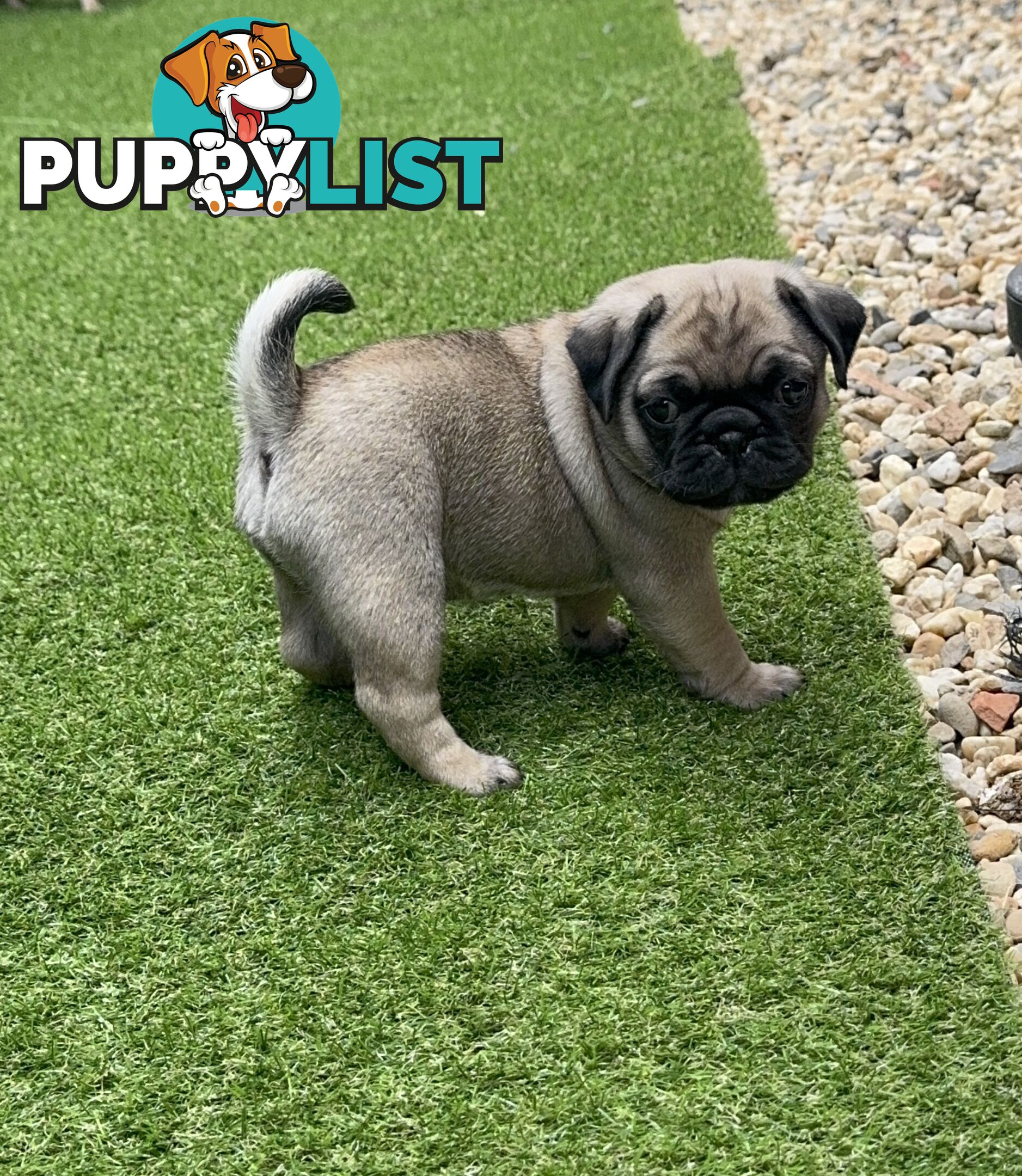 Adorable Purebred Pug puppies!