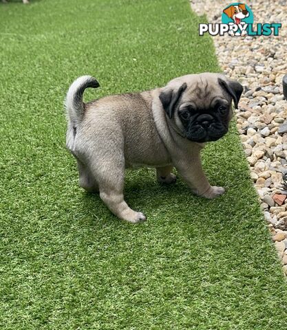 Adorable Purebred Pug puppies!