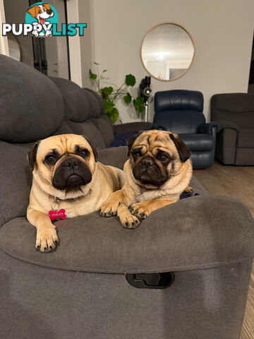 Adorable Purebred Pug puppies!